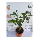 Gardenbox 65 cm Bodur Yediveren Limon Ağacı Fidanı, Sarı Meyve, Saksıda