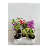 Gardenbox 6'lı Bitki Seti, Telgraf, Itır, Hedera, Kırmızı Milli Dikenler Tacı, Aloe Vera, Mezem