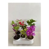 Gardenbox 6'lı Bitki Seti, Telgraf, Itır, Hedera, Kırmızı Milli Dikenler Tacı, Mezem, Ortanca
