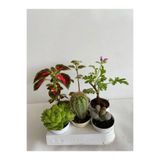Gardenbox 6'lı Set Bitki Seti, Yaprak Güzeli, Kaktüs, Kokulu Benjamin, Taş Kaktüs, Itır, Çok Renkli