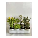 Gardenbox 8'li Bitki Seti, Aloe Vera, Para Sukulent, Taş Kaktüs, Kokulu Benjamin, Kaktüs, Ayı Pençesi