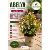 Gardenbox Abelya Abelia grandiflora 30-50 cm Saksılı Dış Mekan Çok Yıllık Süs Çalısı | Bahçe ve Peyzaj Bitkisi