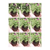 Gardenbox Acem Halısı Mezarlık Kabir Çiçeği, 45 Adet Tüplü Dış Mekan Ağaçları