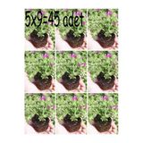 Gardenbox Acem Halısı Mezarlık Kabir Çiçeği, 45 Adet Tüplü Dış Mekan Ağaçları