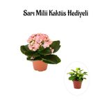 Gardenbox Açık Pembe Kalanşo Çiçeği, Sarı Milli Hediyeli, İç Mekan Bitkisi