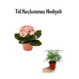 Gardenbox Açık Pembe Kalanşo Çiçeği Tül Kuşkonmaz Hediyeli