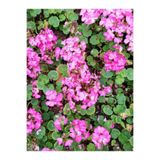 Gardenbox Açık Pembe Sardunya Çiçeği, 15-25 cm Saksılı Çiçekli Bodur Bitkiler, Geranium