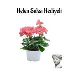 Gardenbox Açık Pembe Sardunya Çiçeği, Helen Saksı Hediyeli