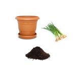 Gardenbox Acısız Taze Firik Yeşil Soğan Tohumu, 10 Adet Ekim Seti, Toprak ve Saksı Dahil