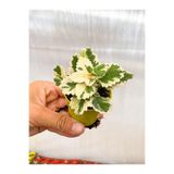 Gardenbox Adaçayı Kokulu Beyaz Alacalı Sukulent Çiçeği, 5-15 cm Saksılı, Çiçekli Bodur Succulent