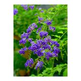 Gardenbox Ağaç Menekşesi Fidanı Saksılı 60-120cm, Japanese Tree Lilac, Mor