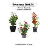 Gardenbox Ağaç Şakayığı, Filbahri, Kokulu Isparta Gülü, Kırmızı Begonvil Çiçeği Seti, 40-60 cm