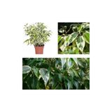 Gardenbox Alacalı Benjamin Çiçeği, 50-60 cm, Saksılı, Ficus Benjamina
