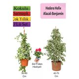 Gardenbox Alacalı Beyaz Benjamin Bitkisi, Hedera Helix Sarmaşığı, Gül Fidanı Seti, Çok Renkli