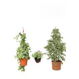 Gardenbox Alacalı Beyaz Benjamin Bitkisi, Hedera Helix Sarmaşığı, Mezem Çiçeği Hediyeli, 3'lü Set