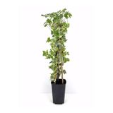 Gardenbox Alacalı Büyük Yapraklı Duvar Sarmaşığı Hedera Helix Variegata, 40-60 Cm, Saksıda