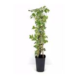 Gardenbox Alacalı Büyük Yapraklı Duvar Sarmaşığı Hedera Helix Variegata, 40-60 Cm, Saksıda