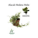 Gardenbox Alacalı Hedera Helix Duvar Sarmaşığı, Saksılı, 30-40cm, Para Yeşim Çiçeği Kombinesi