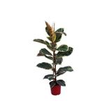 Gardenbox Alacalı Kauçuk Çiçeği Fidanı, 70-100cm, Tüplü, Ficus Elastica