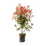 Gardenbox Alev Çalısı Çiçeği Fidanı, 40-60 cm, Saksılı, Burning Bush