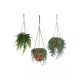 Gardenbox Altın Kolye Tesbih Çiçeği Yakut Çiçeği Askılı Saksıda Fırsat Paketi 8'li Set