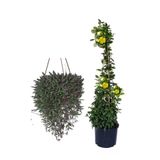 Gardenbox Altın Yakut Kolyesi Çiçeği Askılı Saksıda + Sarı Yasemin Çiçeği Fidanı 2'li Bahçe Seti