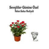 Gardenbox Anneler Gününe Özel Kırmızı Gül Fidanı, Helen Saksı Hediyeli