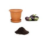 Gardenbox Antep Kurutmalık Patlıcan 10 Adet Tohumu Ekim Seti, Toprak ve Saksı Dahil