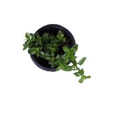 Gardenbox Aptenia Cordifolia Buz Çiçeği Fidanı, 10-15 cm, Tüplü, Bodur Bitkiler