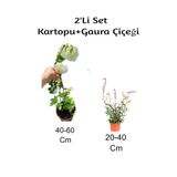 Gardenbox Arap Yasemin Çiçeği + Gaura Çiçeği 2'Li Set Dış Mekan Bitkisi, Çok Renkli