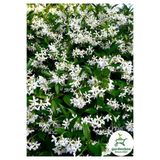 Gardenbox Arap Yasemin Çiçeği, Saksılı, 30-60 cm, Bahçe Çiçeği