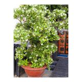 Gardenbox Arap Yasemin Çiçeği, Saksılı, 30-60 cm, Çok Renkli