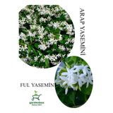 Gardenbox Arap Yasemini Çiçeği Saksılı 30-50cm + Ful Yasemin 30-60cm Kokulu Bahçe Seti