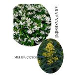 Gardenbox Arap Yasemini Çiçeği Saksılı 30-50cm + Melisa Çiçeği 30-60cm Kokulu Bahçe Seti