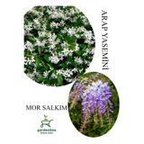 Gardenbox Arap Yasemini Çiçeği Saksılı 30-50cm + Mor Salkım Fidanı 30-60cm Kokulu Bahçe Seti