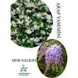 Gardenbox Arap Yasemini Çiçeği Saksılı 30-50cm + Mor Salkım Fidanı 30-60cm Kokulu Bahçe Seti