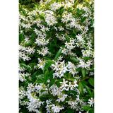 Gardenbox Arap Yasemini, Ful Yasemin, Kokulu Sarmaşık Yasemin, Üretim Saksısında, Beyaz