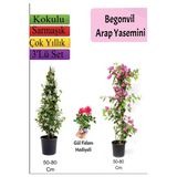 Gardenbox Arap Yasemini, Pembe Begonvil, Gül Fidanı Hediyeli, Çok Renkli, 50-80 cm