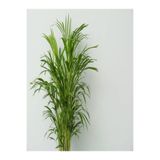 Gardenbox Areka Palmiyesi, 100-120 cm, 4-5 Litrelik Saksıda, İç Mekan Bitkisi, Yeşil