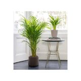 Gardenbox Areka Palmiyesi, 100-120 cm, Saksılı, İç Mekan Çiçeği