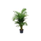 Gardenbox Areka Palmiyesi, 80-100 cm, Salon Palmiyesi, Yeşil