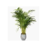 Gardenbox Areka Palmiyesi, 80-110 cm, Canlı İç Mekan Bitkisi