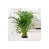 Gardenbox Areka Palmiyesi, 85-105 cm, Formlu İç Mekan ve Salon Bitkisi