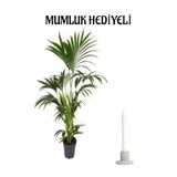 Gardenbox Areka Palmiyesi, Mumluk Hediyeli, Salon Bitkisi