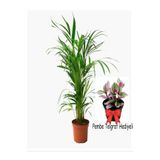 Gardenbox Areka Palmiyesi Saksılı 20-40 cm, İç Mekan Ofis Bitkisi, Pembe Telgraf Hediyeli