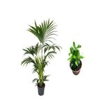 Gardenbox Areka Salon Palmiyesi 80-100 cm, Saksılı, Beyaz Euphorbia Hediyeli İç Mekan Bitkisi