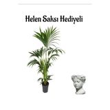 Gardenbox Areka Salon Palmiyesi Bitkisi, Helen Saksı Hediyeli