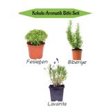 Gardenbox Aromatik KOKULU Mutfak Seti Fesleğen Fidesi+Biberiye Fidanı+Lavanta Fidesi 3 ADET
