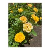 Gardenbox Aşılı Sarı Gül Fidanı, 4 Mevsim Dikilir, Tüplü/Saksılı, 10-15 cm