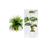 Gardenbox Aşk Merdiveni Fujer Askılı Saksıda, Deve Tabanı, 60 cm, 2'li Set, Salon Ofis Bitkileri